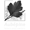 Aubépine